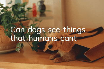 Can dogs see things that humans can’t?