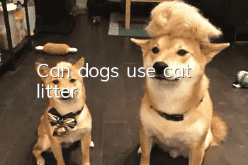 Can dogs use cat litter?