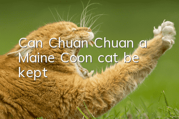 Can Chuan Chuan, a Maine Coon cat, be kept?