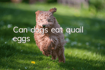 Can dogs eat quail eggs?