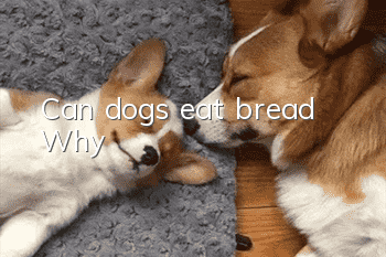 Can dogs eat bread? Why?