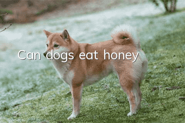 Can dogs eat honey?