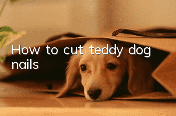 How to cut teddy dog nails