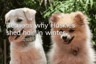 Reasons why Huskies shed hair in winter