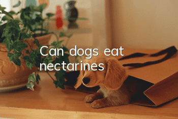 Can dogs eat nectarines?
