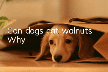 Can dogs eat walnuts? Why?