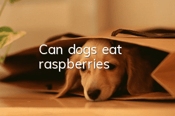Can dogs eat raspberries?