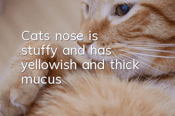 Cat's nose is stuffy and has yellowish and thick mucus