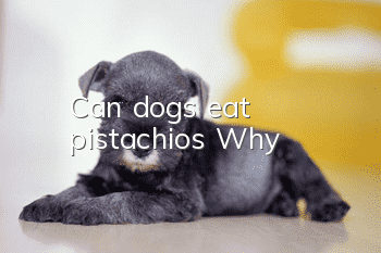 Can dogs eat pistachios? Why?