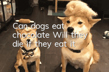 Can dogs eat chocolate? Will they die if they eat it?