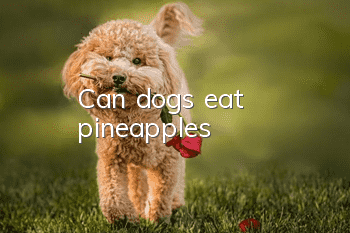 Can dogs eat pineapples?