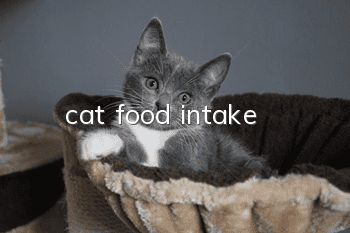cat food intake