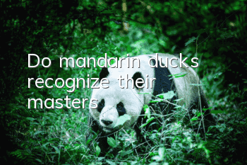Do mandarin ducks recognize their masters?