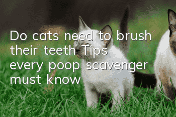 Do cats need to brush their teeth? Tips every poop scavenger must know!