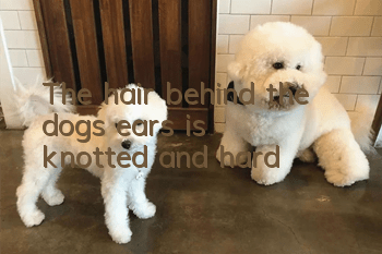 The hair behind the dog's ears is knotted and hard