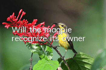 Will the magpie recognize its owner?
