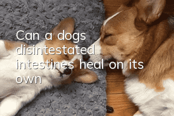 Can a dog's disintestated intestines heal on its own?