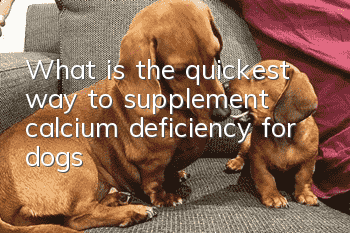 What is the quickest way to supplement calcium deficiency for dogs?