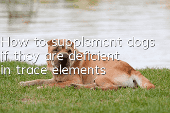 How to supplement dogs if they are deficient in trace elements