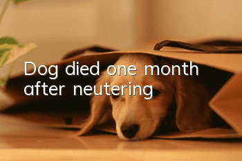 Dog died one month after neutering
