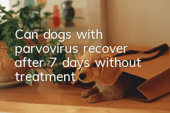 Can dogs with parvovirus recover after 7 days without treatment?