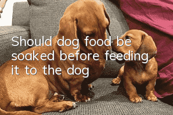 Should dog food be soaked before feeding it to the dog?