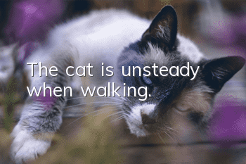 The cat is unsteady when walking.
