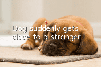 Dog suddenly gets close to a stranger