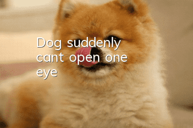 Dog suddenly can't open one eye