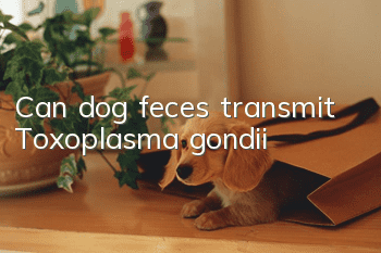 Can dog feces transmit Toxoplasma gondii?