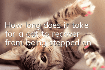 How long does it take for a cat to recover from being stepped on?