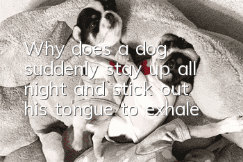 Why does a dog suddenly stay up all night and stick out his tongue to exhale?