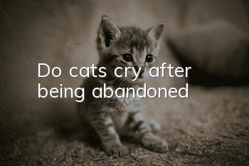 Do cats cry after being abandoned?