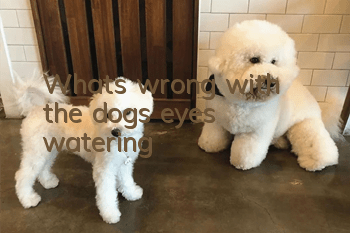 What's wrong with the dog's eyes watering?