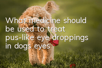 What medicine should be used to treat pus-like eye droppings in dog’s eyes?