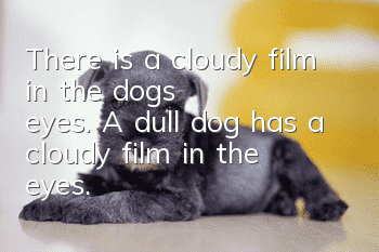 There is a cloudy film in the dog's eyes. A dull dog has a cloudy film in the eyes.