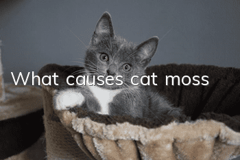 What causes cat moss