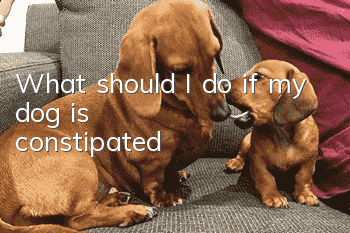 What should I do if my dog is constipated?