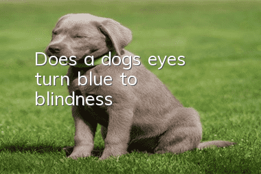 Does a dog's eyes turn blue to blindness?