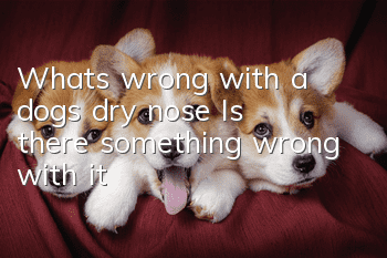 What’s wrong with a dog’s dry nose? Is there something wrong with it?