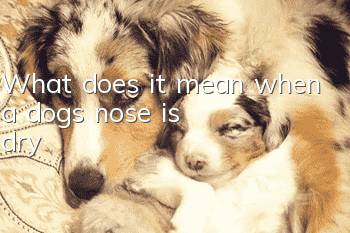What does it mean when a dog's nose is dry?