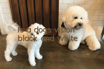 Is a dog’s vision black and white?