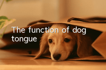 The function of dog tongue