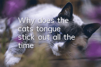 Why does the cat's tongue stick out all the time?