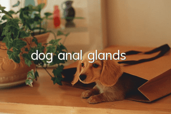 dog anal glands