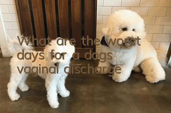 What are the worst days for a dog’s vaginal discharge?