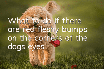 What to do if there are red fleshy bumps on the corners of the dog’s eyes