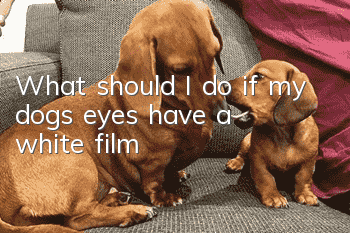 What should I do if my dog’s eyes have a white film?