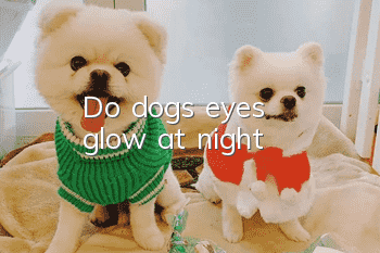 Do dogs' eyes glow at night?