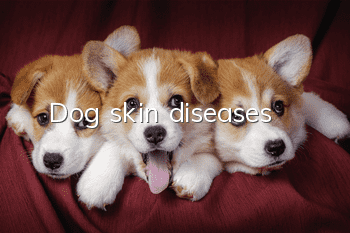 Dog skin diseases